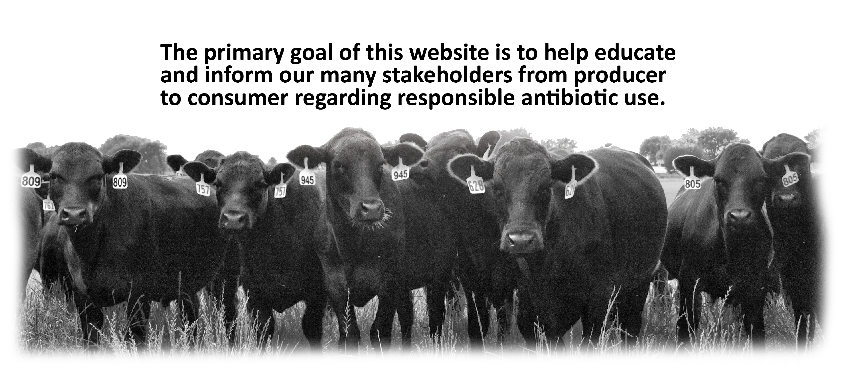 grayscale image of cattle with text