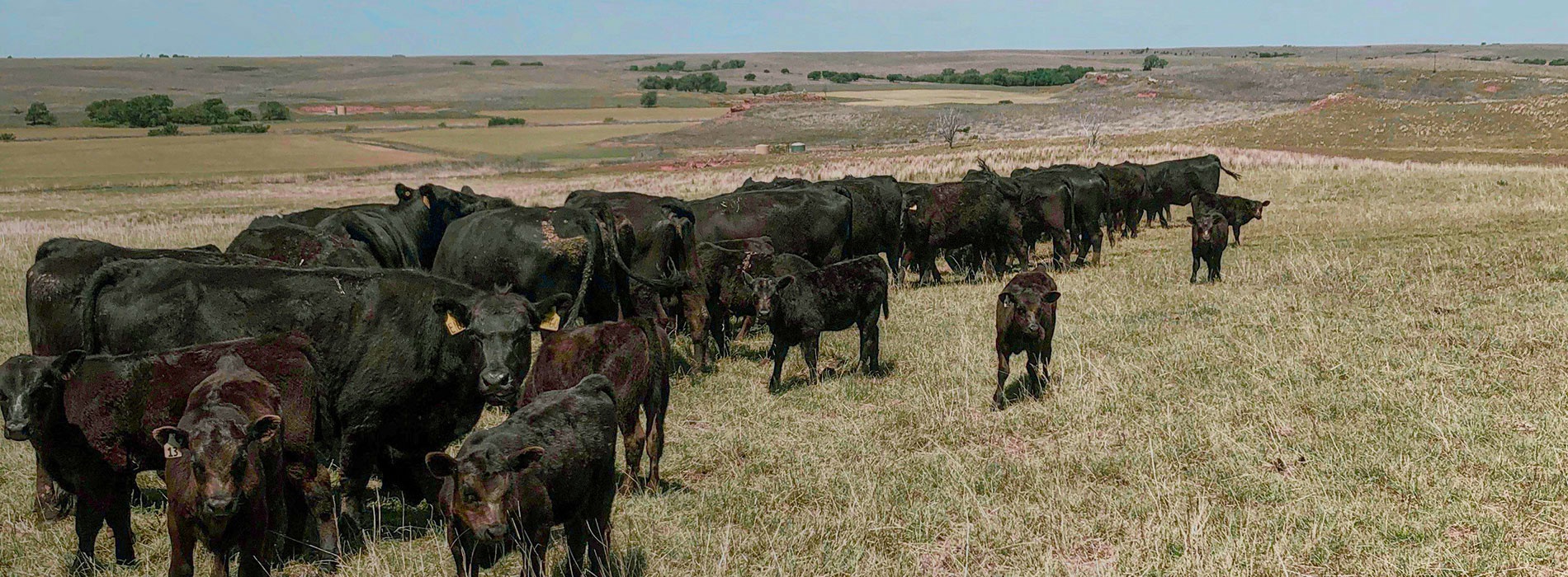 Cows grazing on an open field