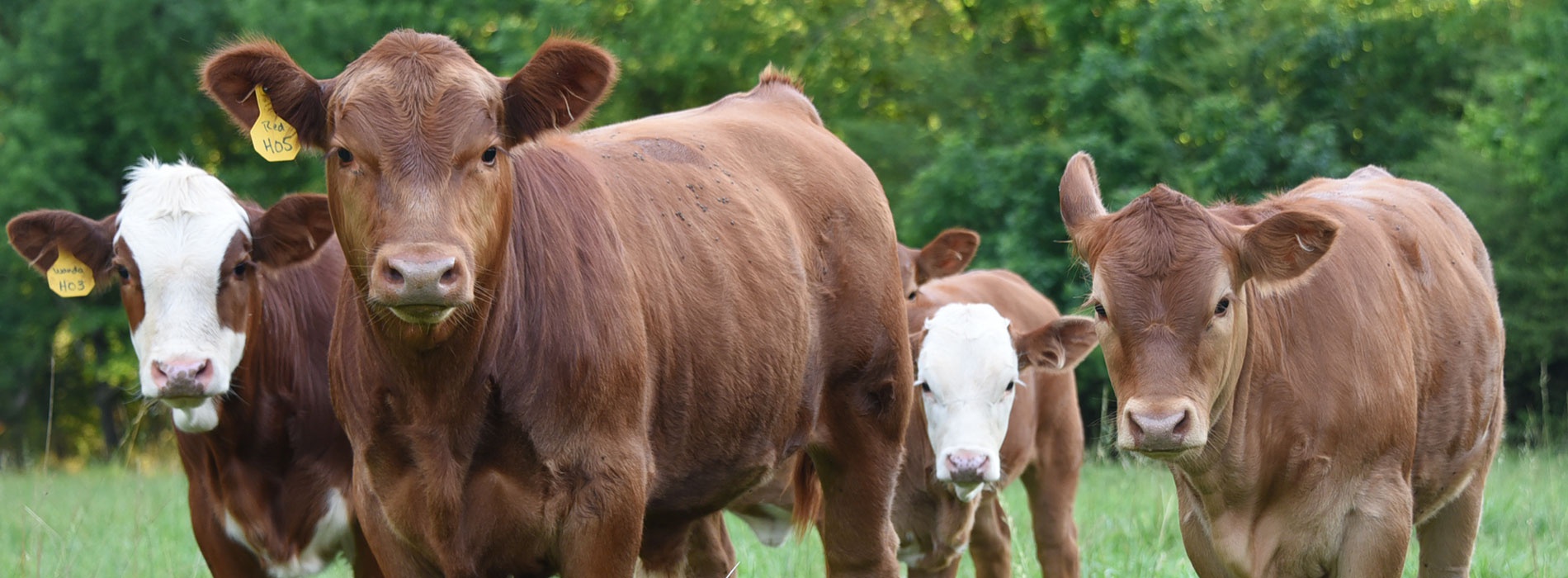 Four cows gazing towards the photographer